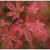 Клен Феникс (Acer palmatum 'Phoenix')